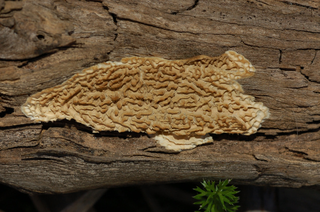 Quale Antrodia? (Antrodia albida)